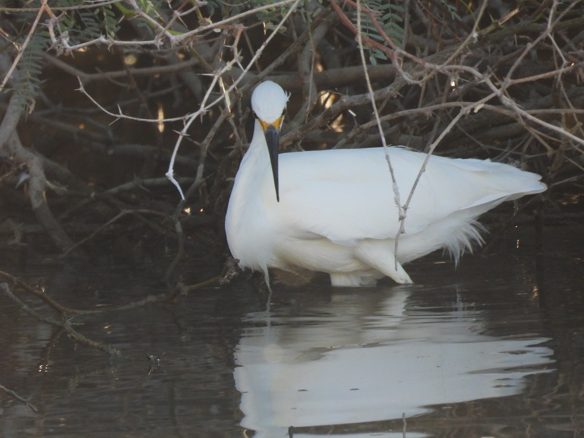 Snowy Egret - ML644820970