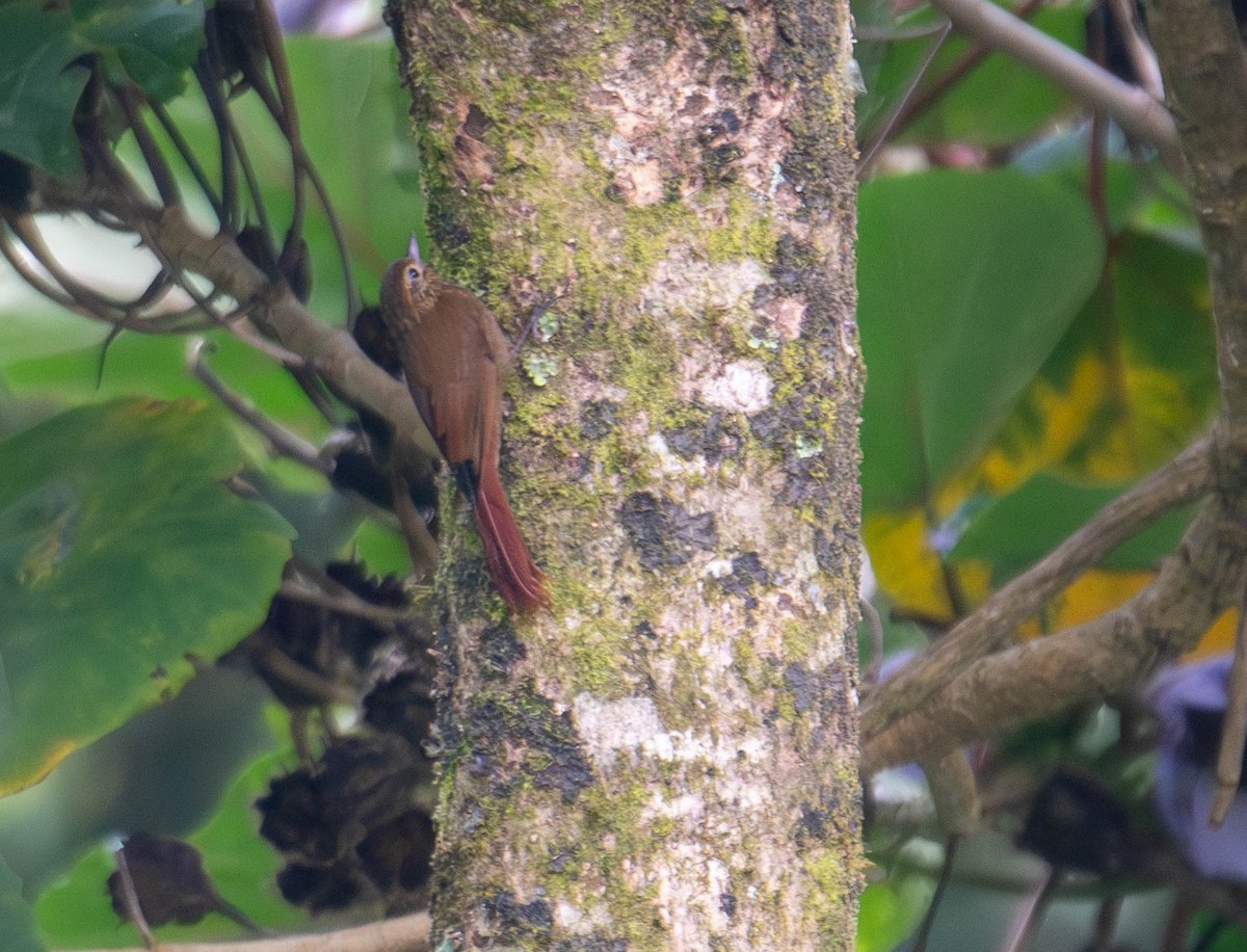 Olivaceous Woodcreeper - ML644820972