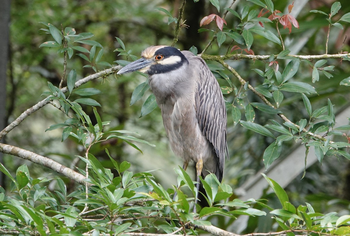 Квак чорногорлий - ML644820979