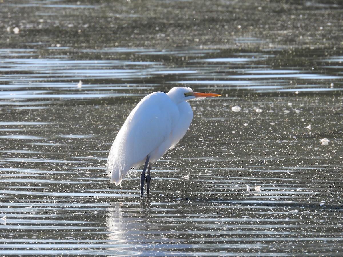 volavka bílá - ML644820983