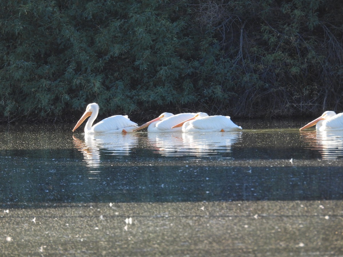 Amerika Pelikanı - ML644820990