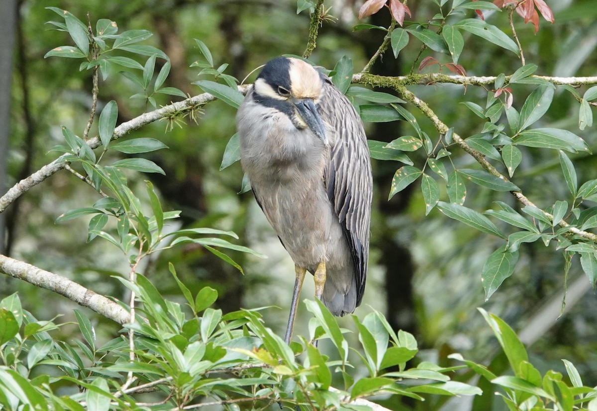 Квак чорногорлий - ML644820992