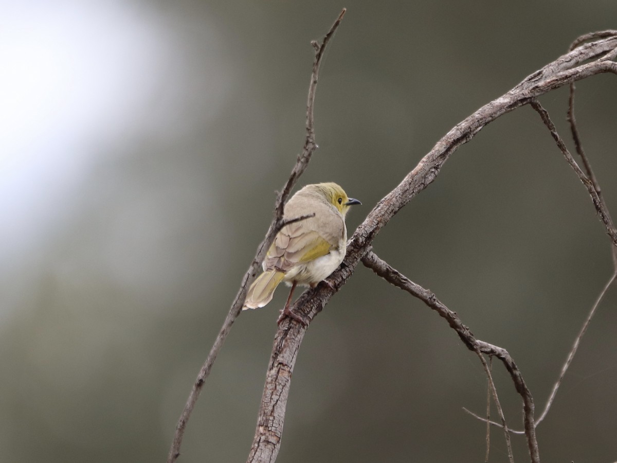 White-plumed Honeyeater - ML644821000