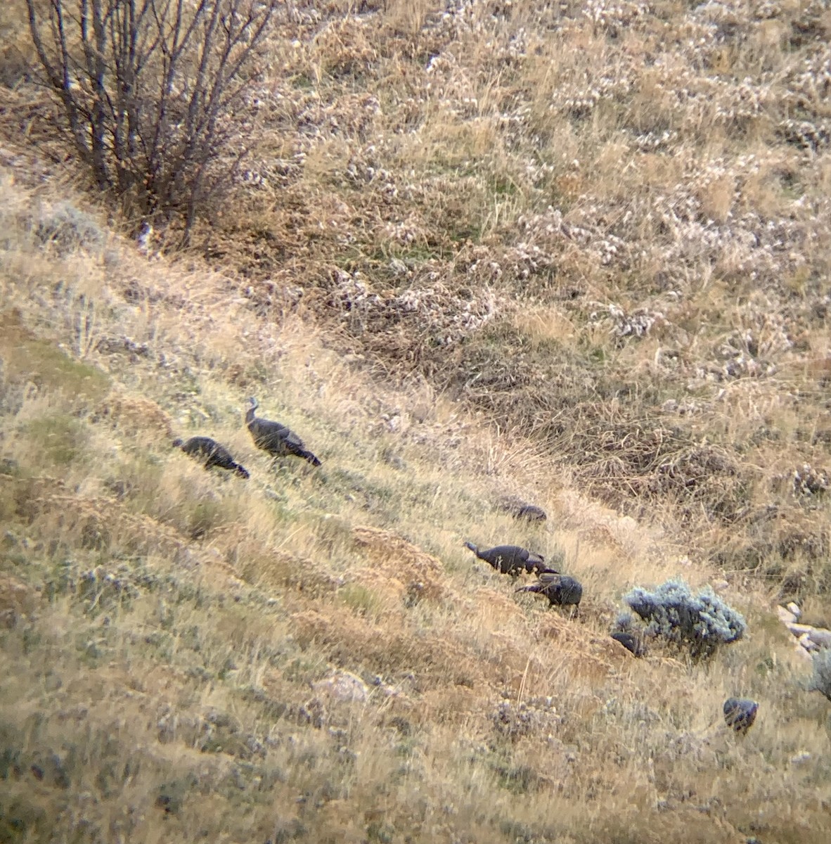 kalkun - ML644821001