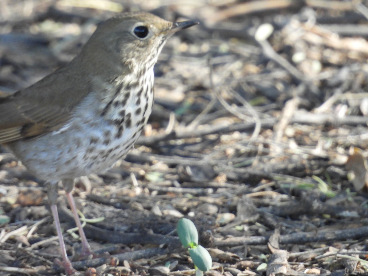 Hermit Thrush - ML644821002