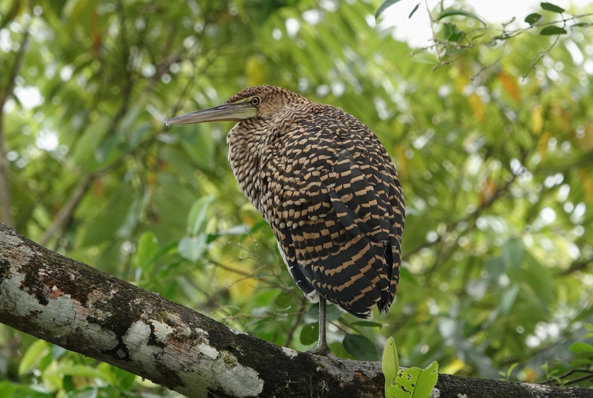 Bare-throated Tiger-Heron - ML644821003