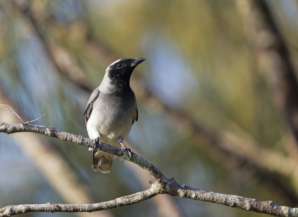 Black-faced Cuckooshrike - ML644821004