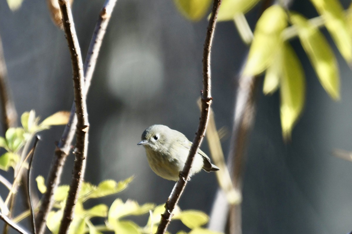 ルビーキクイタダキ - ML644821011