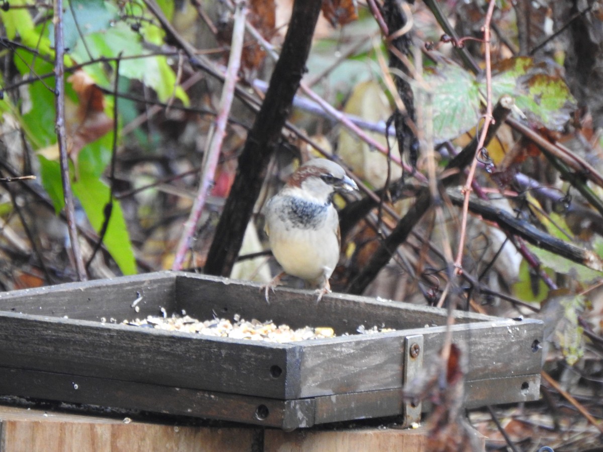 House Sparrow - ML644821015