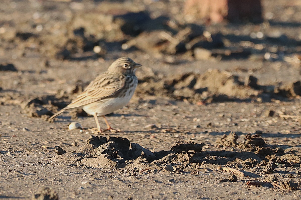 Серый жаворонок - ML644821017