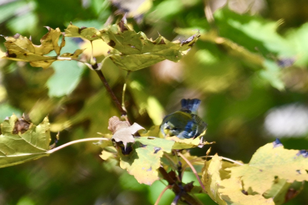 Northern Parula - ML644821020