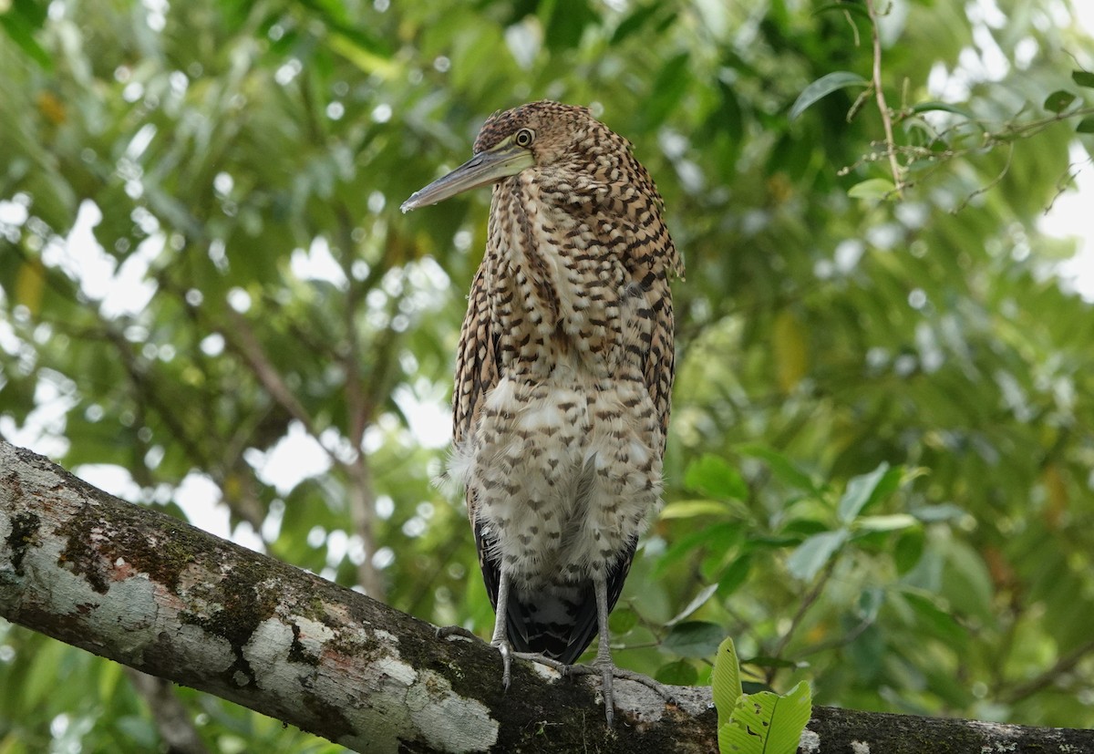 Bare-throated Tiger-Heron - ML644821022