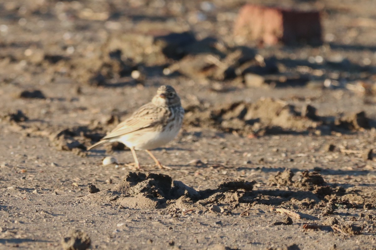 Серый жаворонок - ML644821023