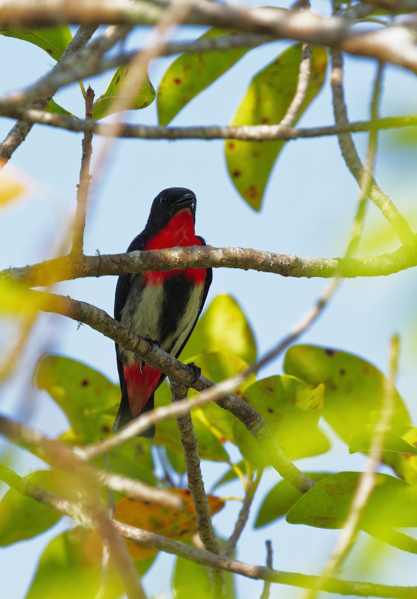 Mistletoebird - ML644821024