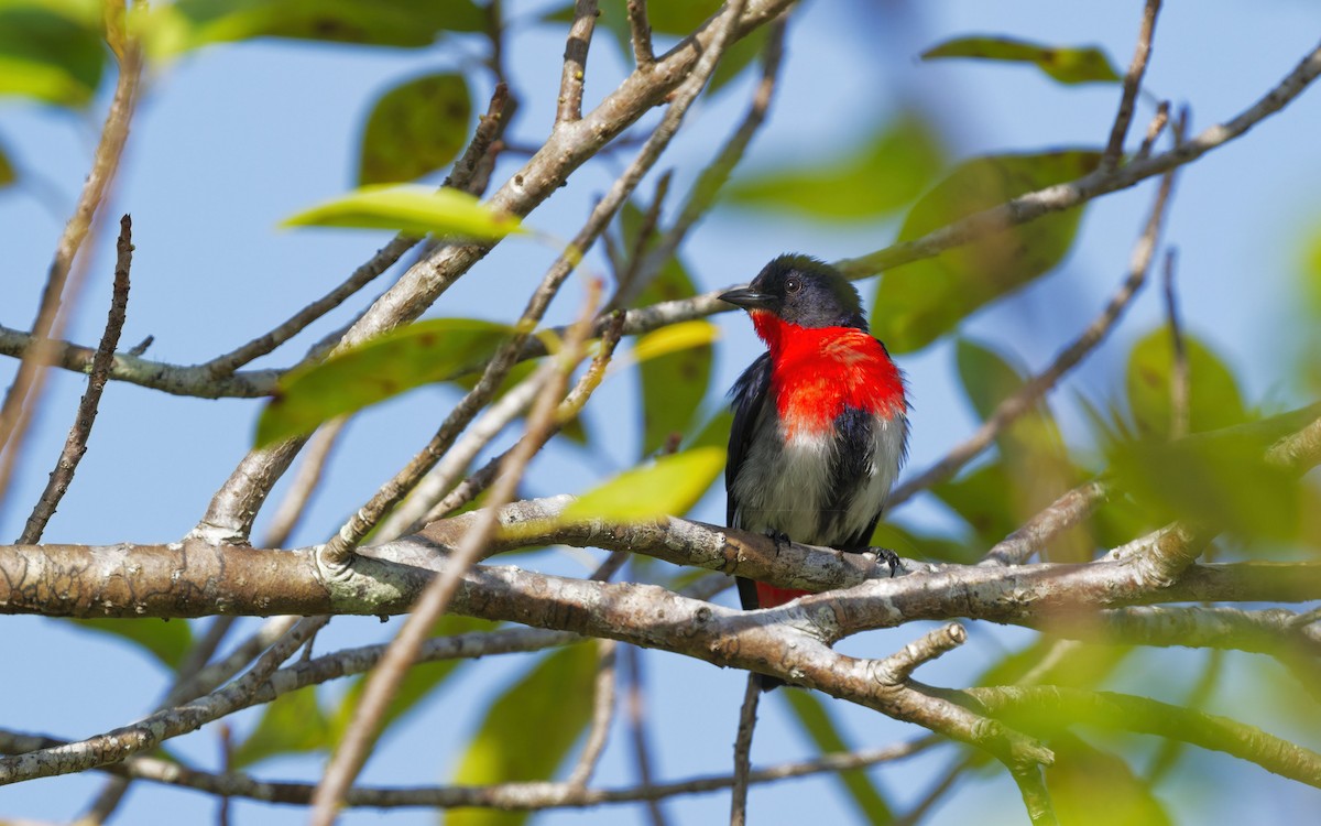 Mistletoebird - ML644821025