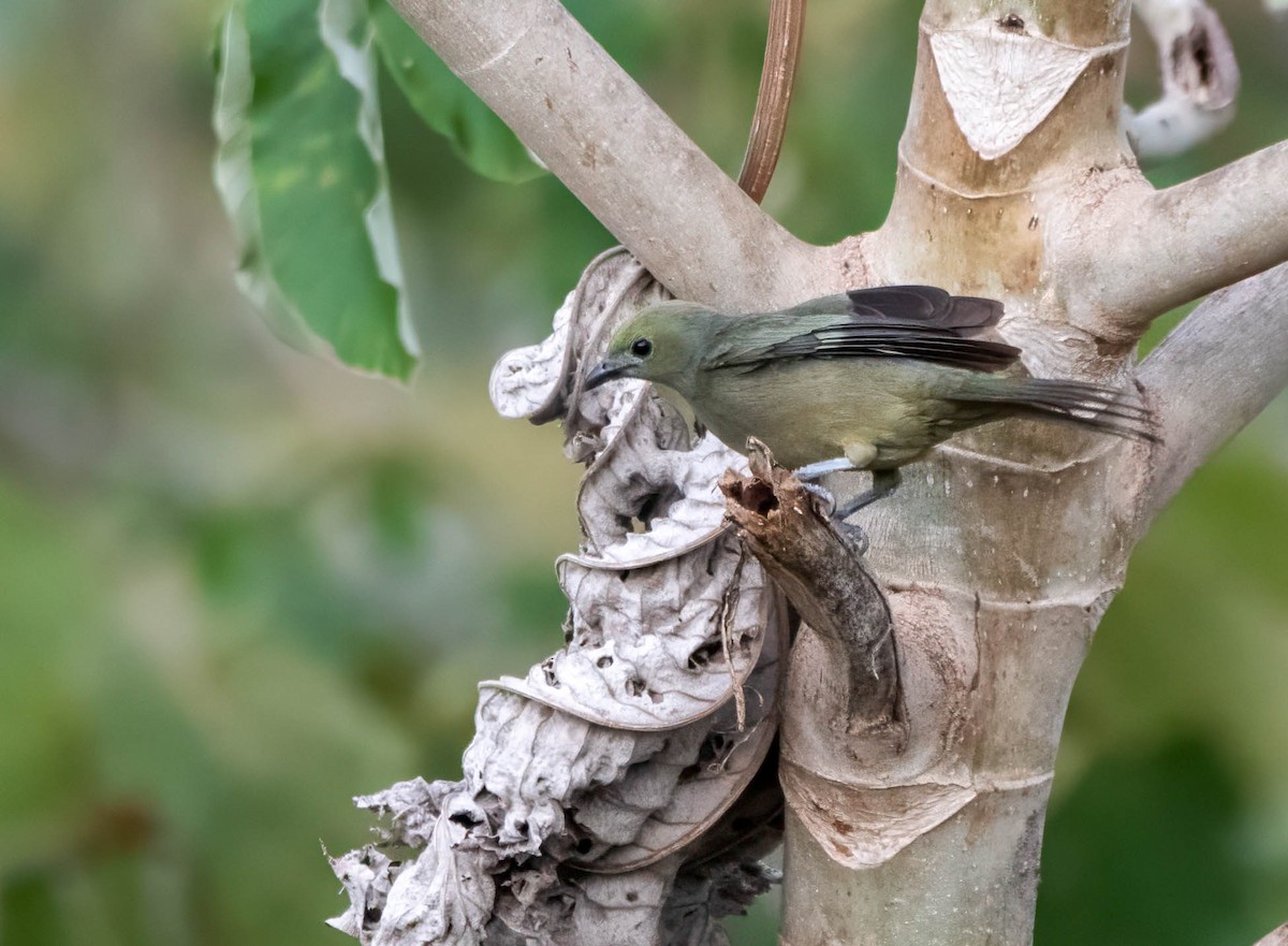 Palm Tanager - ML644821039