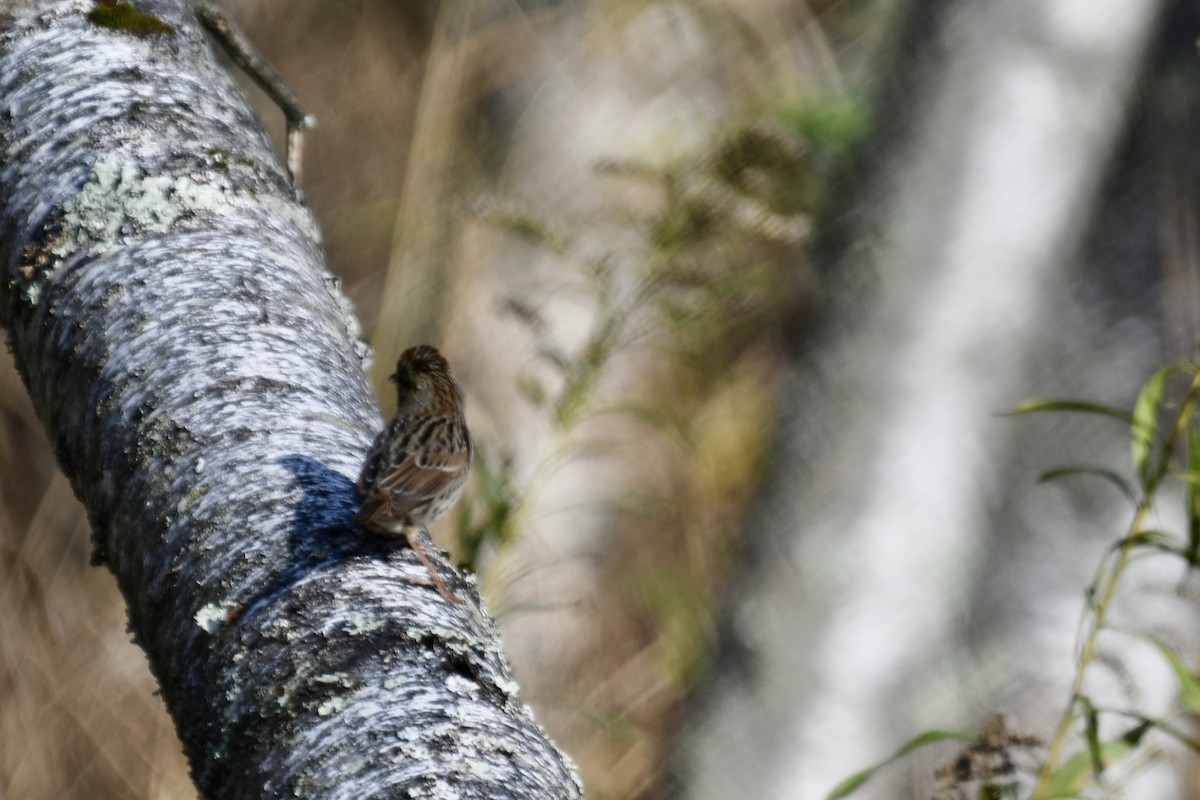 ヌマウタスズメ - ML644821042