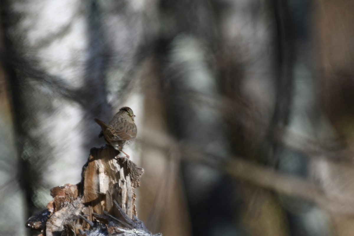 ヌマウタスズメ - ML644821043