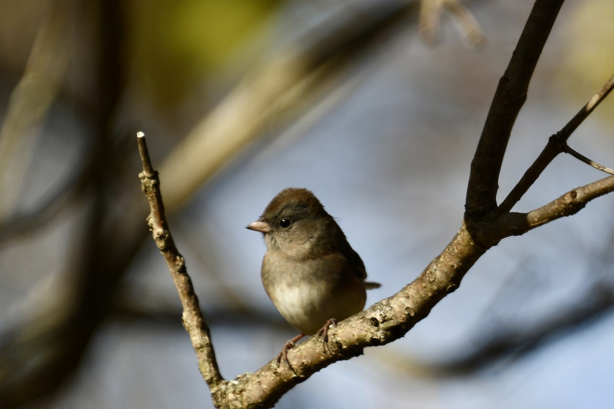 ユキヒメドリ - ML644821049