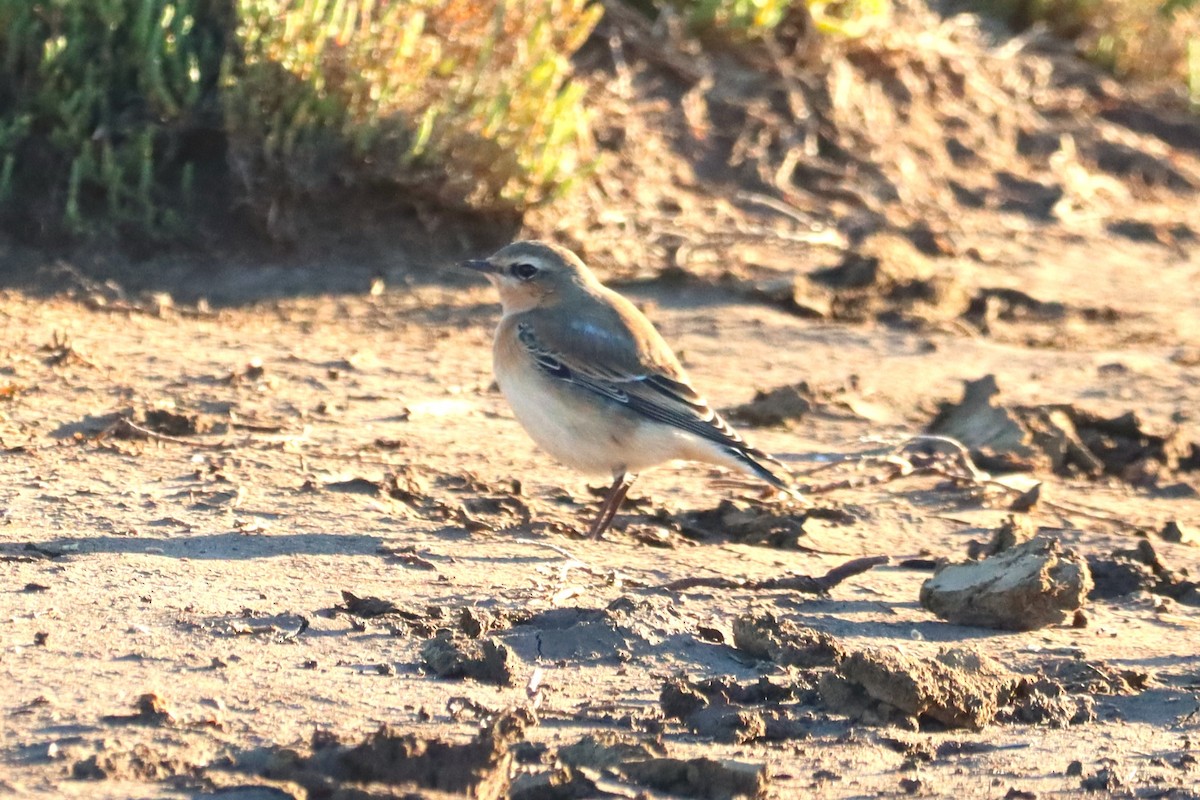 Northern Wheatear - ML644821058