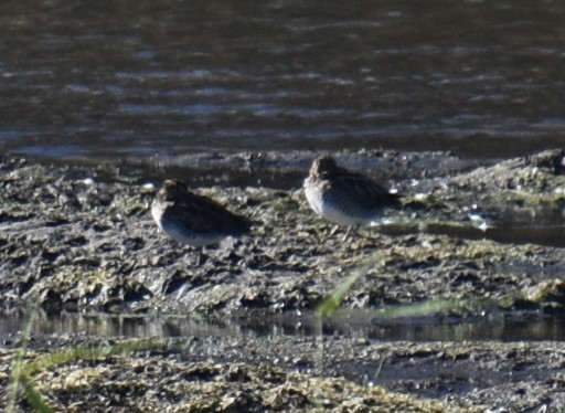 Wilson's Snipe - ML644821064
