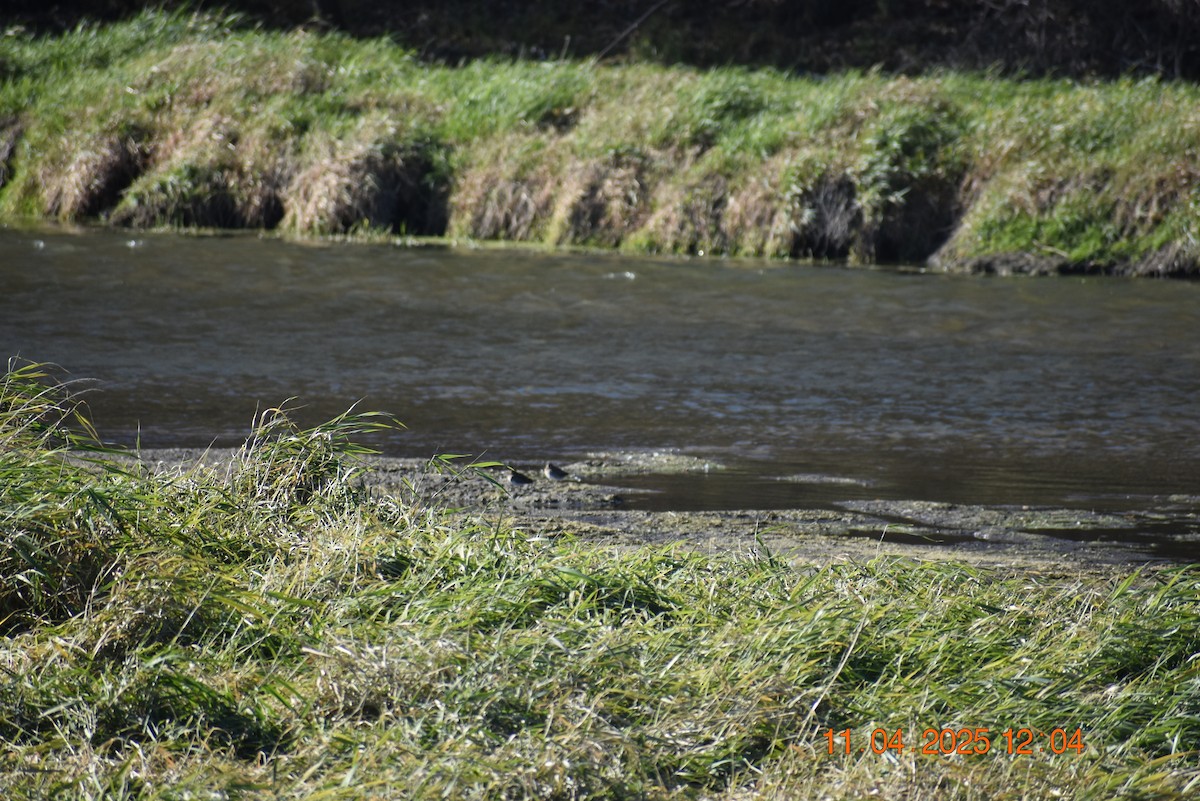 Wilson's Snipe - ML644821066