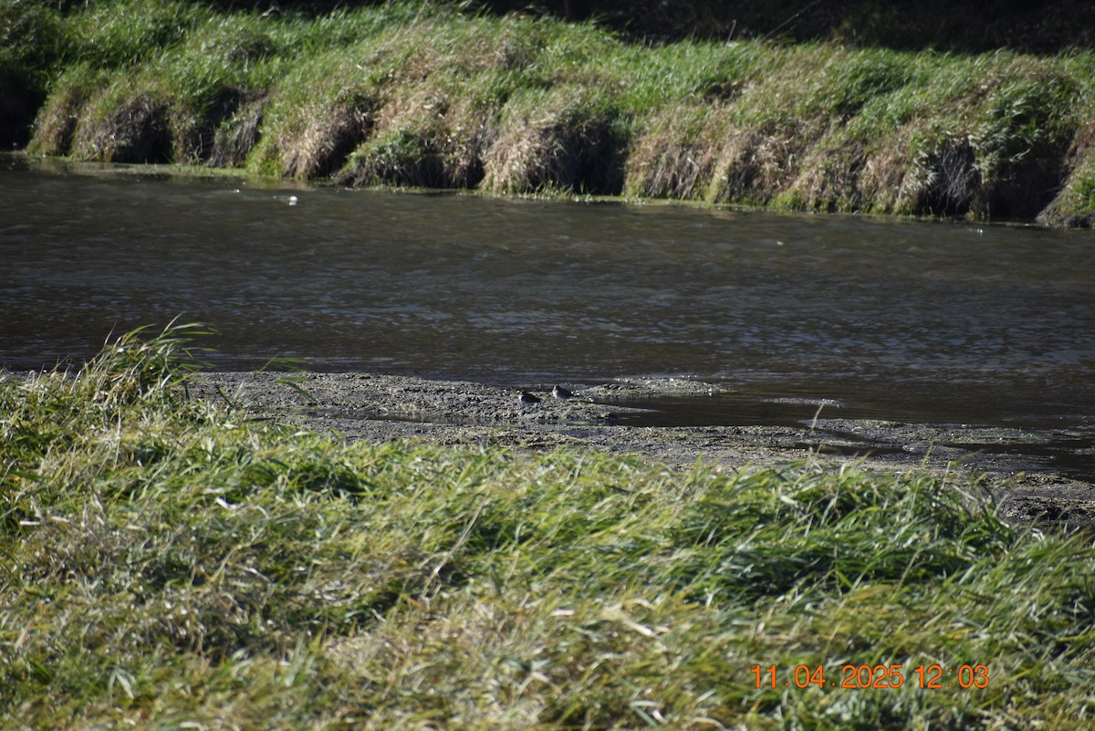 Wilson's Snipe - ML644821067
