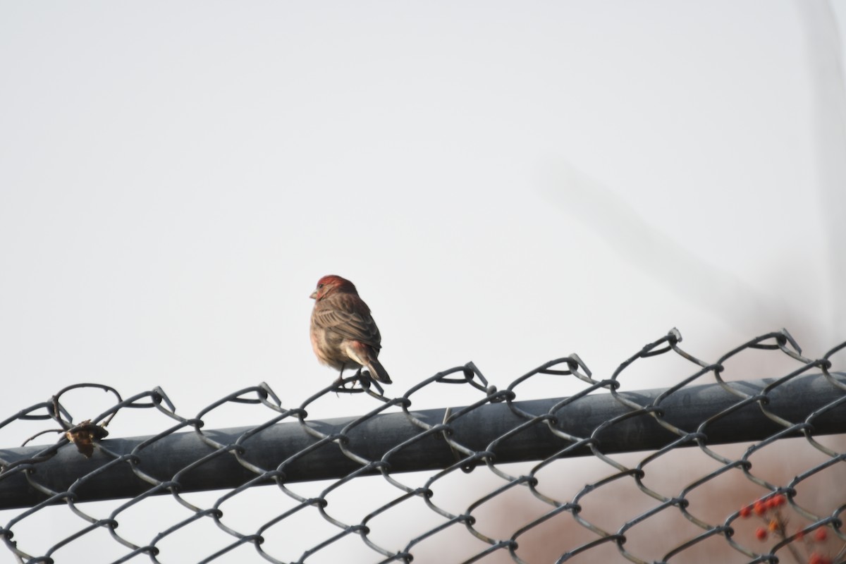 メキシコマシコ - ML644821071