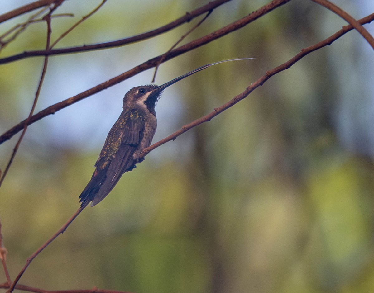 Plain-capped Starthroat - ML644821072