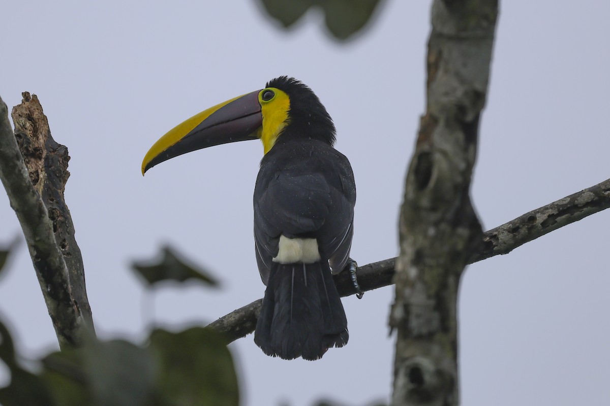 Yellow-throated Toucan (Chestnut-mandibled) - ML644821075
