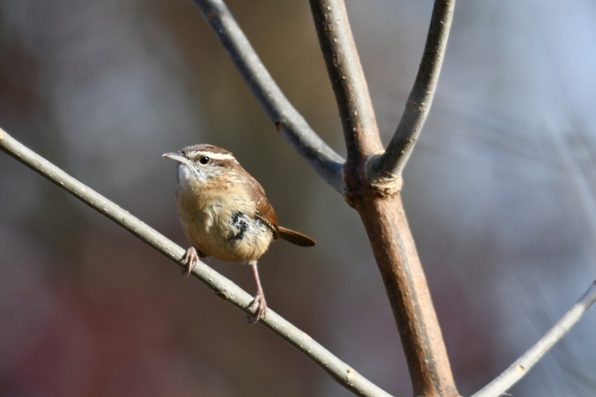 チャバラマユミソサザイ - ML644821077