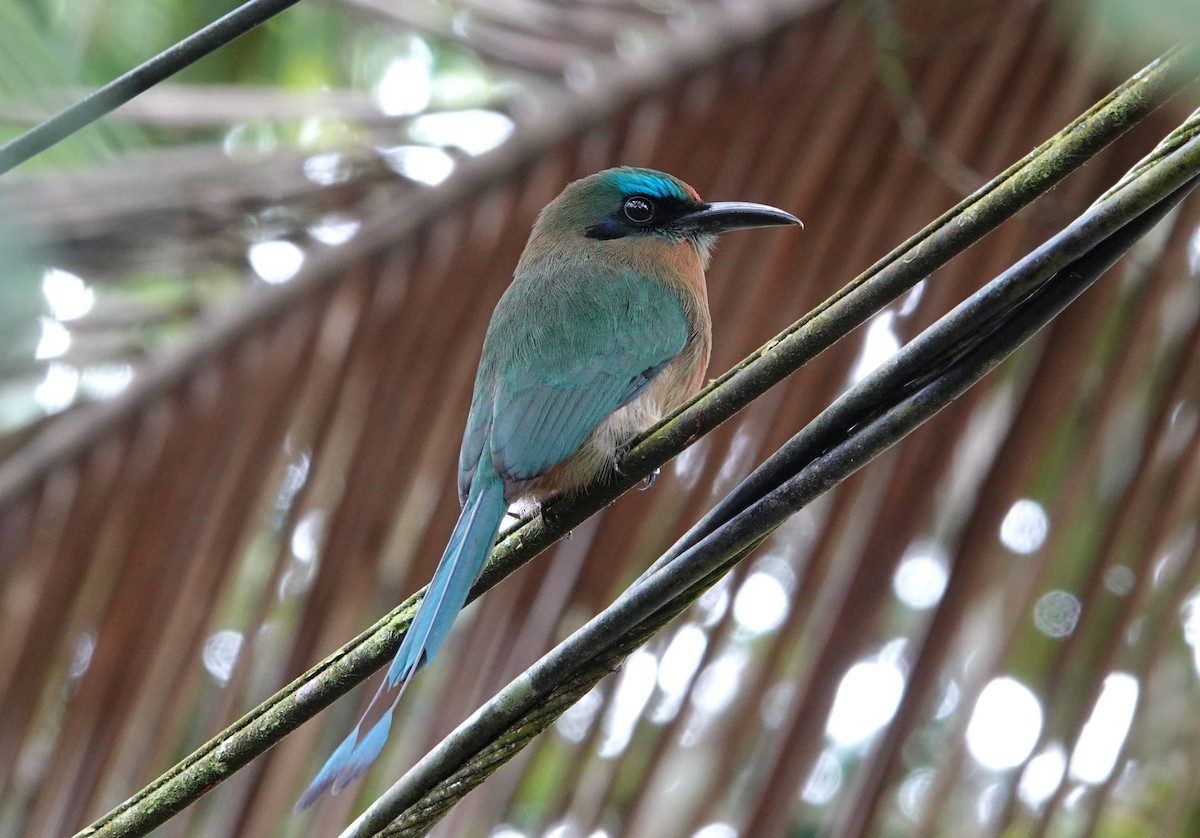 Keel-billed Motmot - ML644821081