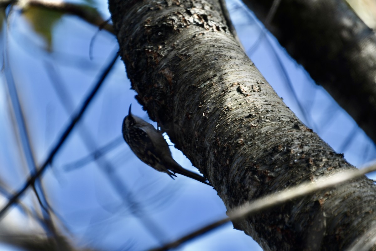 アメリカキバシリ - ML644821087