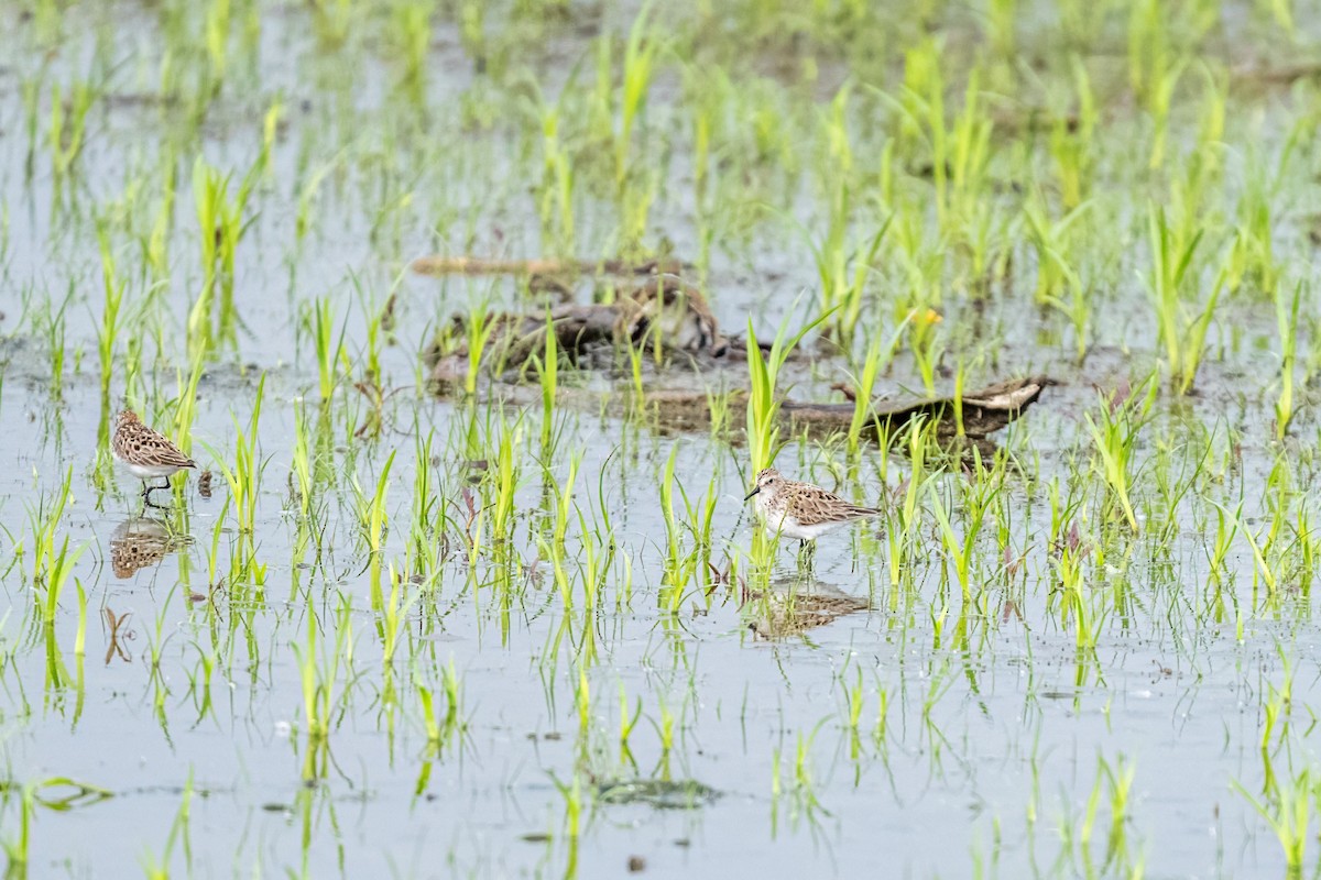 Semipalmated Sandpiper - ML644821089