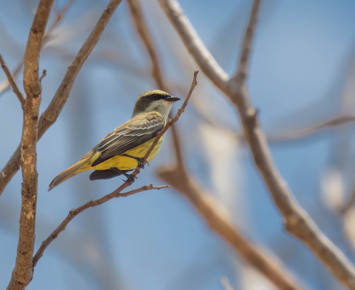 Piratic Flycatcher - ML644821090