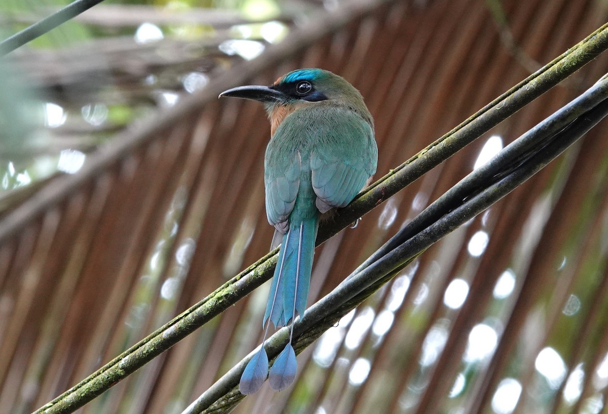 Keel-billed Motmot - ML644821094