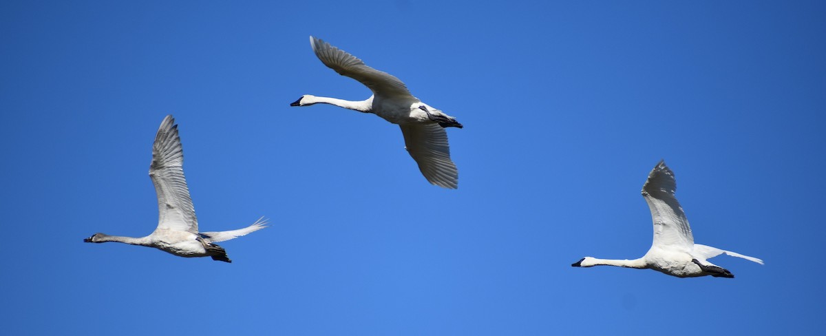 Trumpeter Swan - ML644821095