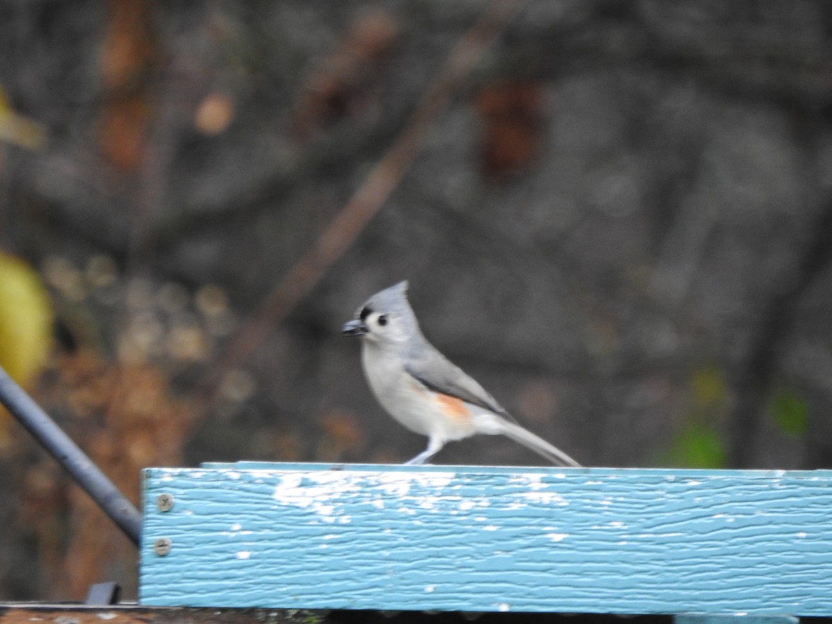 Американская гренадерка - ML644821098