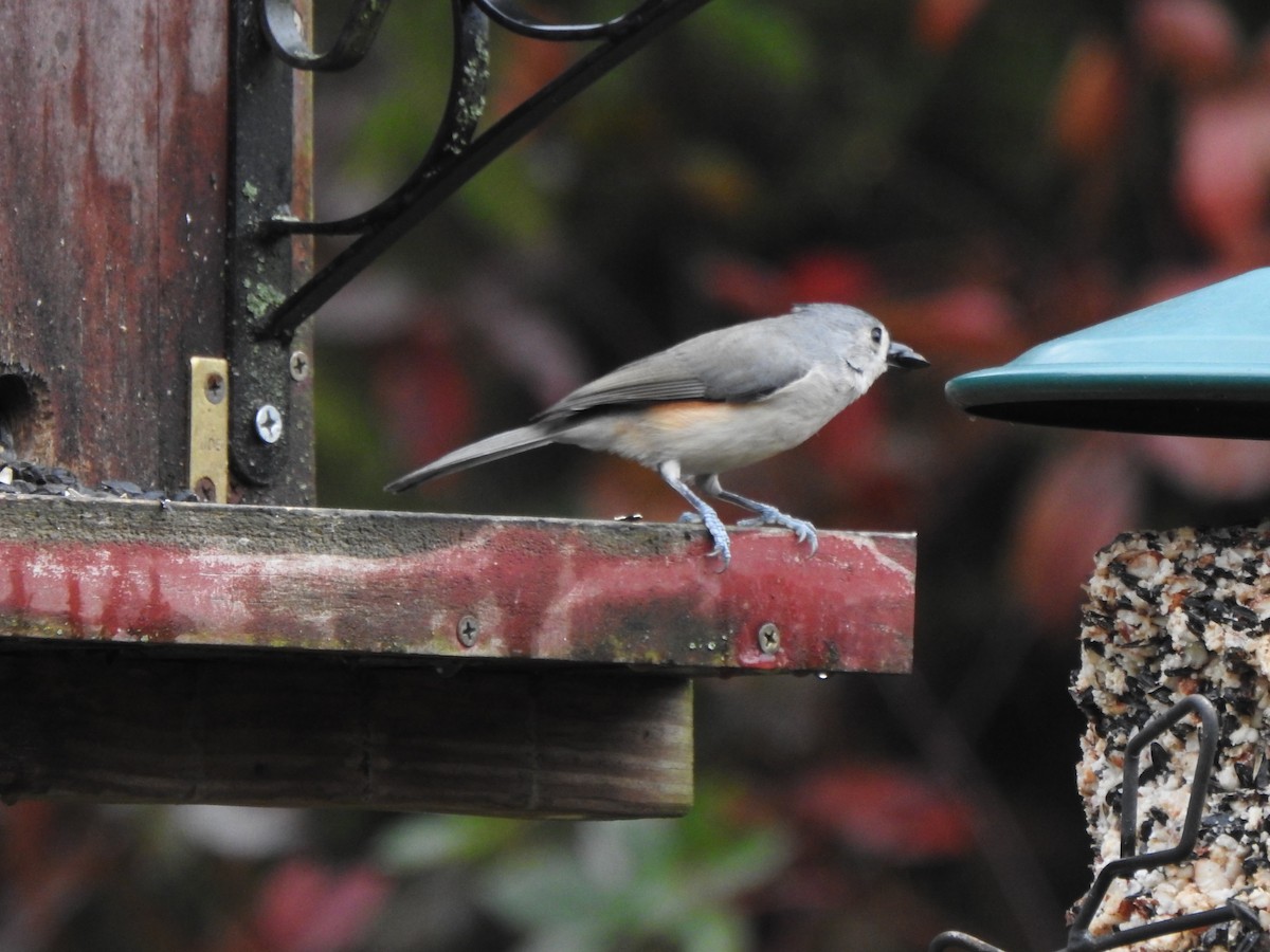 Американская гренадерка - ML644821099