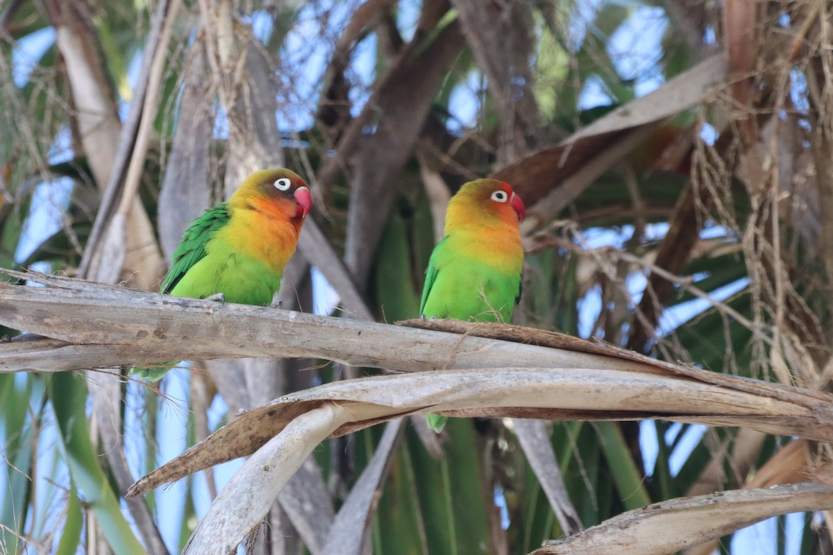 Fischer's Lovebird - ML644821102
