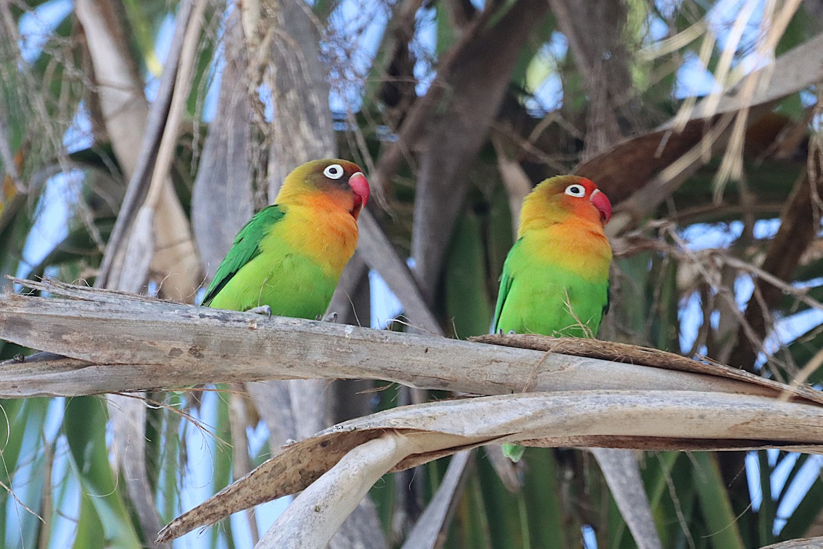 Fischer's Lovebird - ML644821103