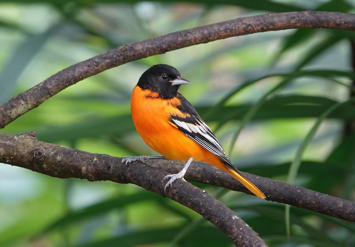 ボルチモアムクドリモドキ - ML644821104