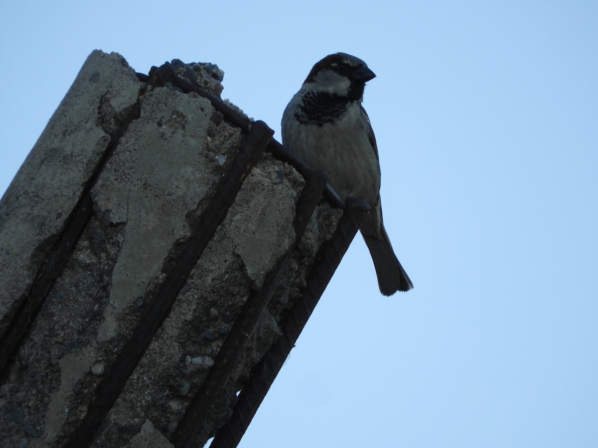 House Sparrow - ML644821106