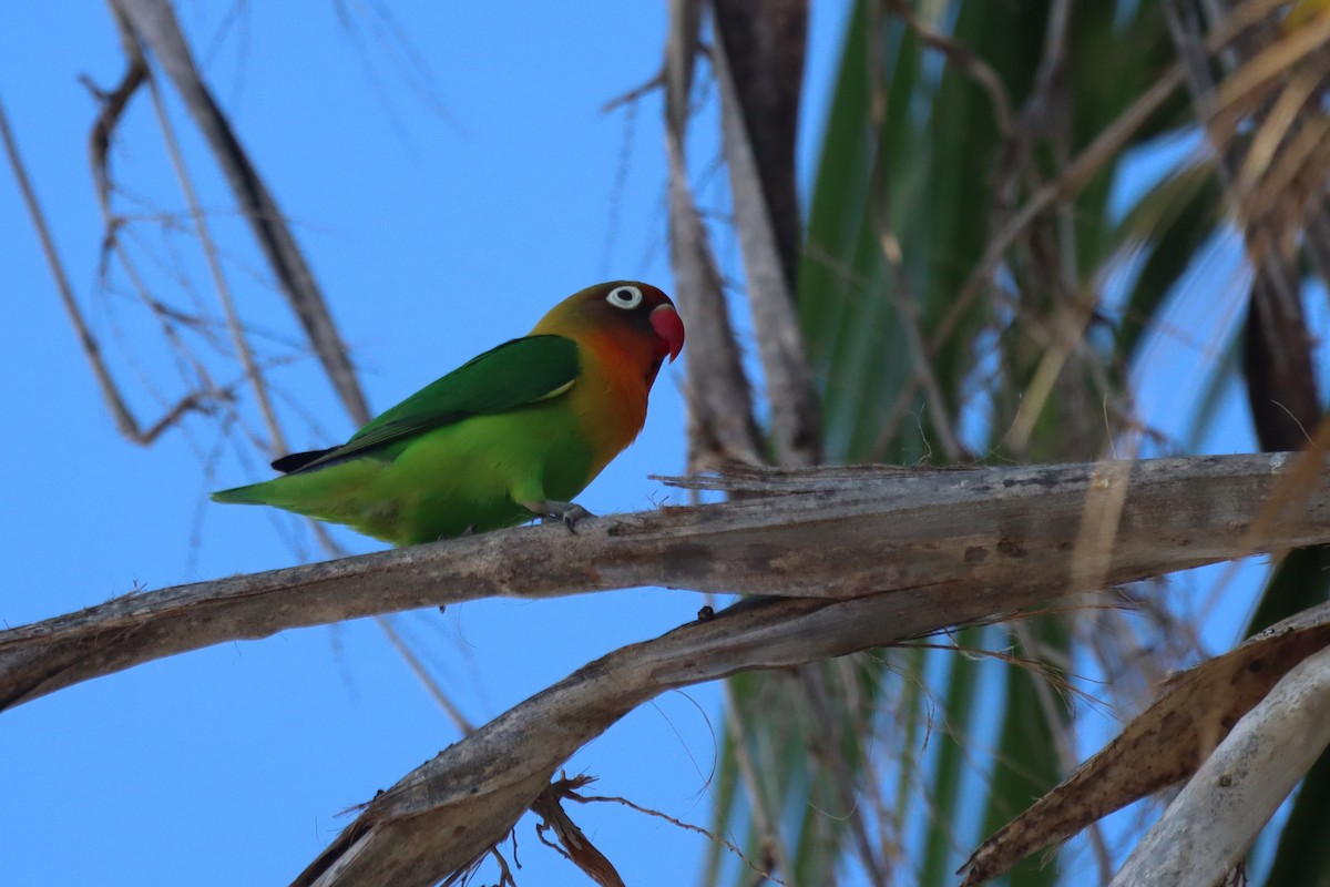 Fischer's Lovebird - ML644821110