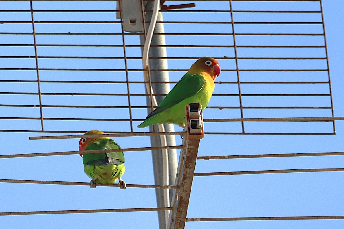 Fischer's Lovebird - ML644821119