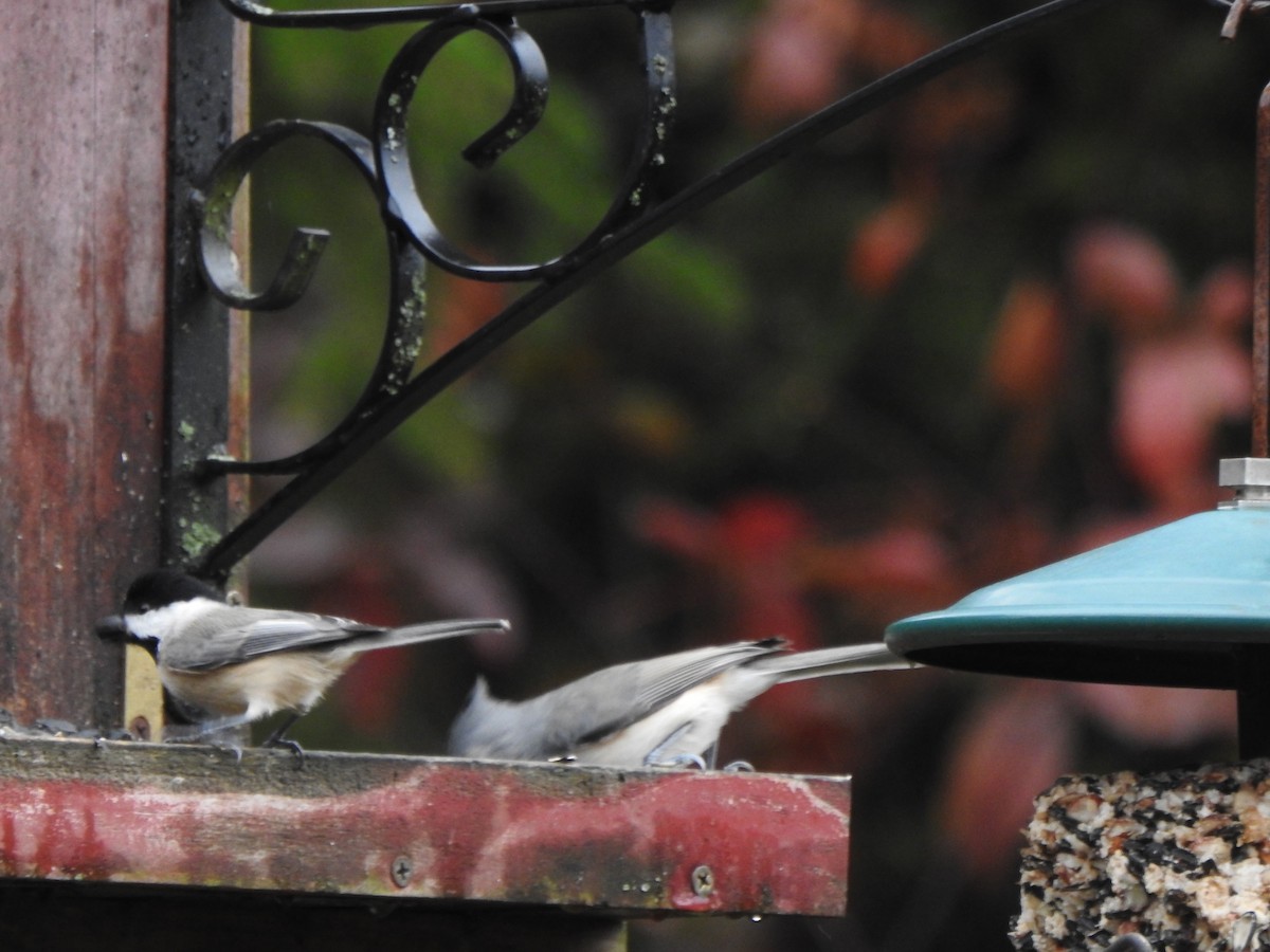 Carolina Chickadee - ML644821121