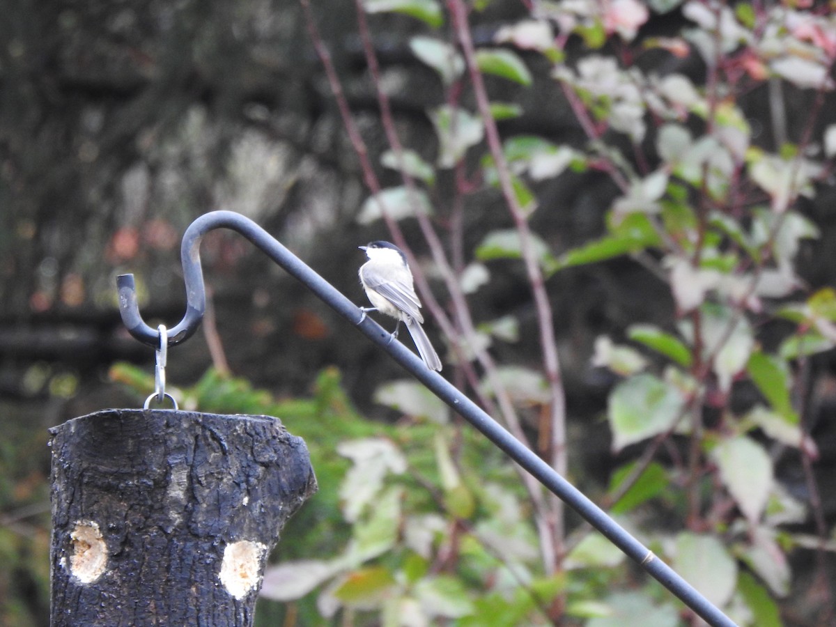 Carolina Chickadee - ML644821122