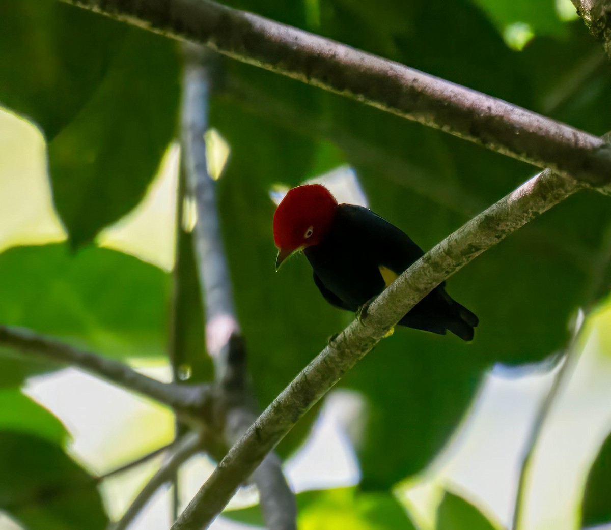 Red-capped Manakin - ML644821139