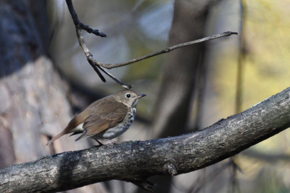 チャイロコツグミ - ML644821149