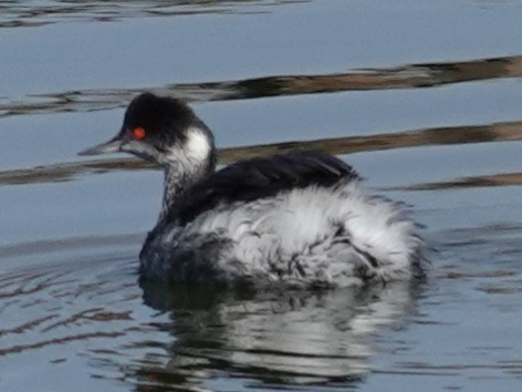 potápka černokrká - ML644821162